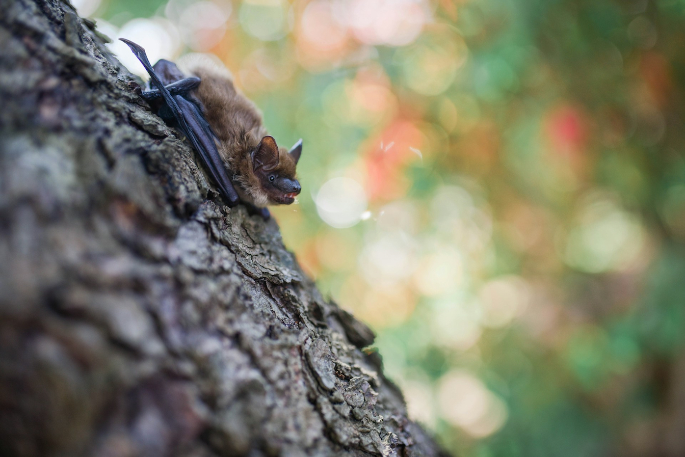 A brown bat on a tree trunk