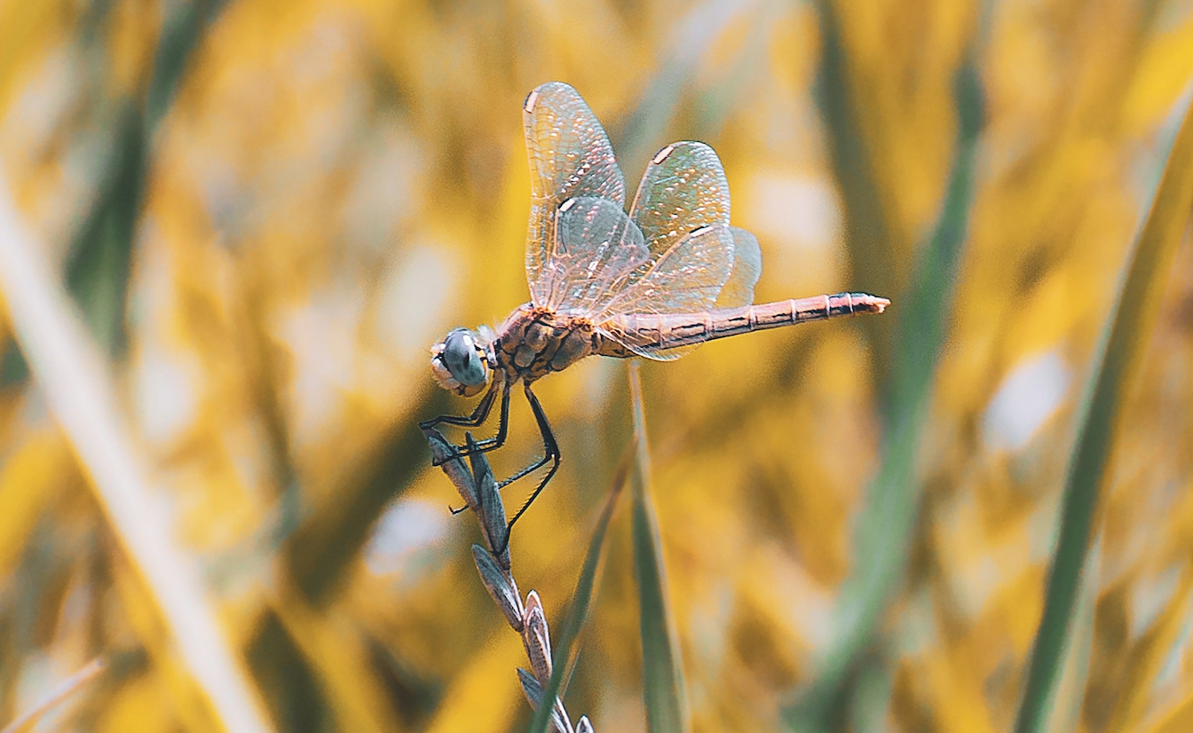 A dragonfly on a grass seed stem