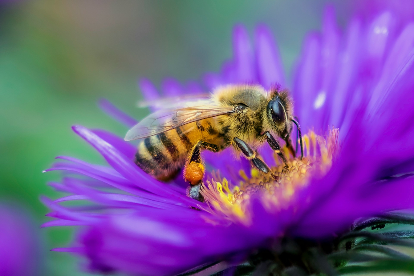 Honey bee on a purple flower, close up