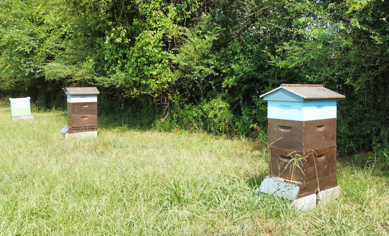 Beehives on the edge of a field in Georgia