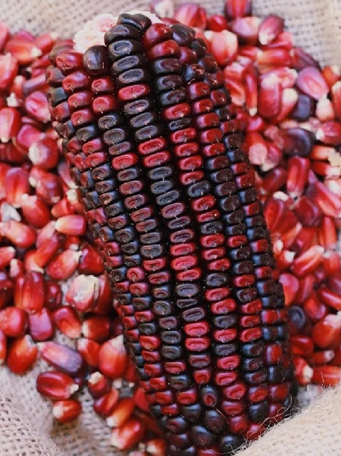jimmy-red-corn